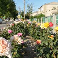 Цветами улыбается Тамань! Жители и гости станицы наслаждаются красотой и ароматом прекрасных роз